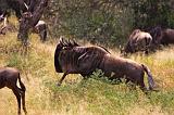 TANZANIA - Serengeti National Park - Migrazione Gnu - 24